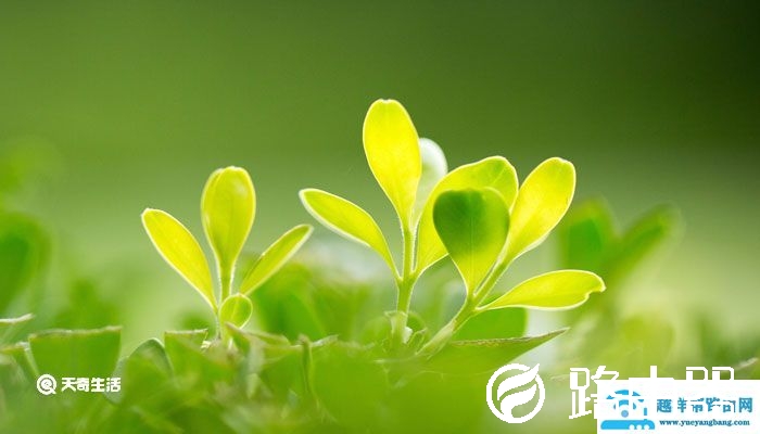 微信早安问候语