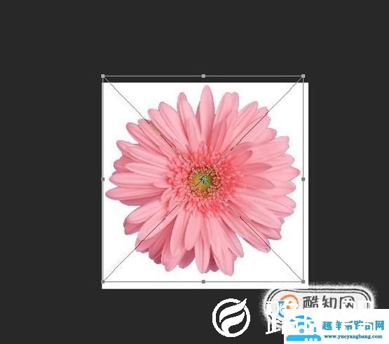 ps中怎么缩放图片大小？