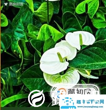 QQ背景皮肤怎么弄