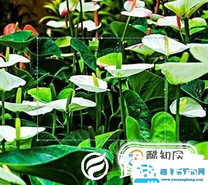 电脑系统自带的画图软件如何裁剪图片？