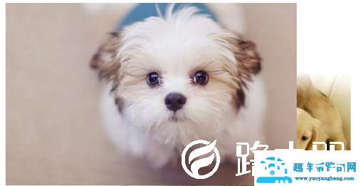 PPT怎么实现图片叠加放映