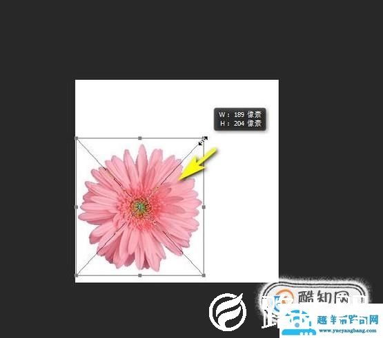 ps中怎么缩放图片大小？