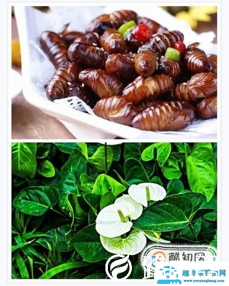 怎么把两张图片拼成一张图片  怎么拼图？