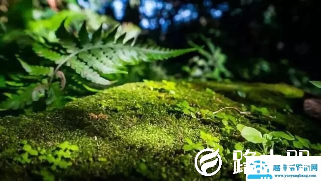 华为年入6000亿成世界第一背后的“不可思议”：净利润率仅8%！