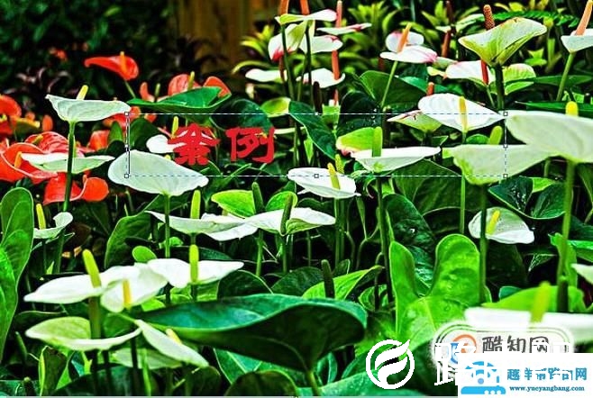 电脑图片在画图中如何添加文字