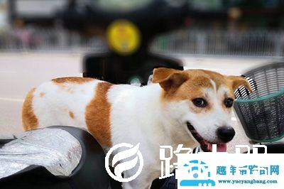 PS如何虚化背景突出人物