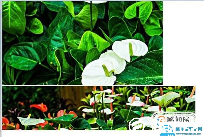 用画图工具将两张图片合成一张图片