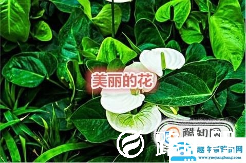 怎样用美图秀秀编辑文字