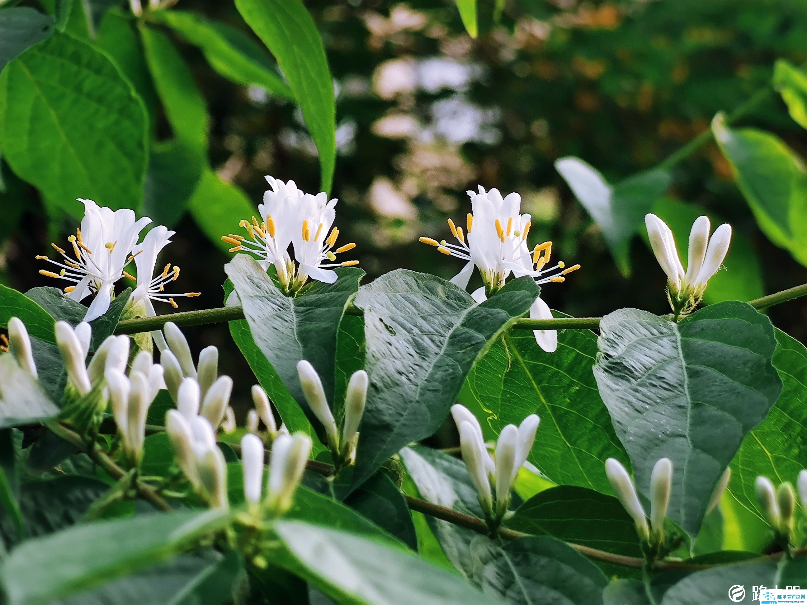 miui12拍照全新体验评测